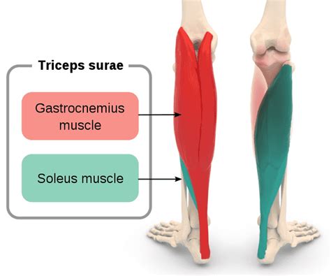 Triceps surae muscle - Wikiwand