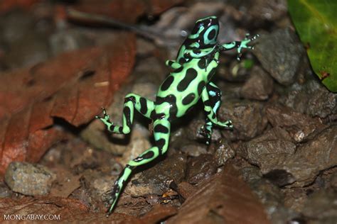 Green-and-black poison dart frogs fighting [costa_rica_la_selva_0978]