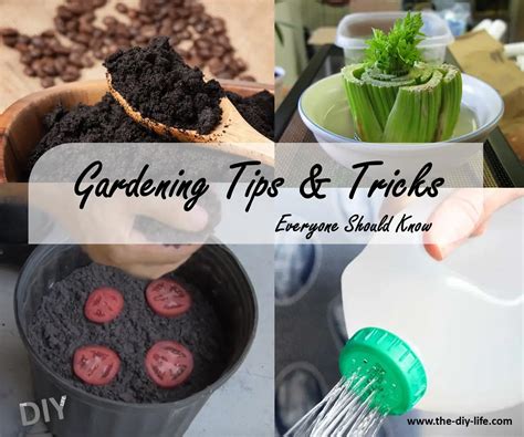 5 Gardening Tips & Tricks That Everone Should Know | The DIY Life