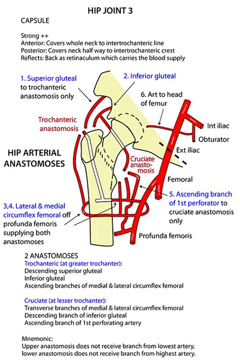 Instant Anatomy - Lower Limb - Vessels - Arteries - Anastomoses Hip