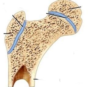 Identify each of the following using the pictures below. *Synchondrosis ...