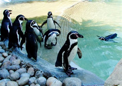 BREATHTAKING: Penguins at the Santo Inacio Zoo