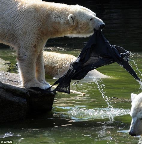 Pictured: Shocking moment polar bear attacks woman who climbed into zoo ...