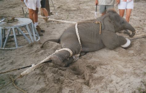 Circuses: No Fun for Animals | Animals Used for Entertainment - Issues ...