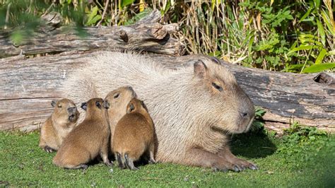 VIDEO: You Flirty Rats: Capybara Couple Give Birth To…