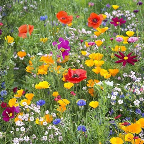 Wildflower Blend Sunny Area Seeds - Etsy