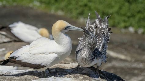 Sea Birds at and around Wallaroo South Australia