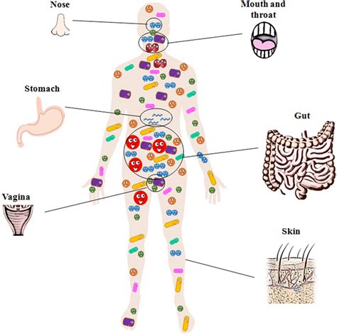 We Are Never Alone: Living with the Human Microbiota · Frontiers for ...