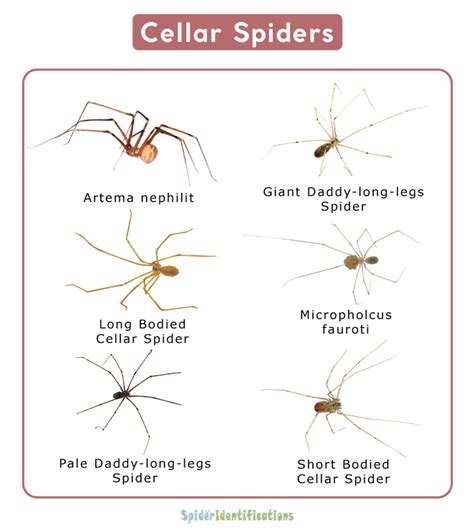 Cellar Spiders (Pholcidae), Facts, Identifications & Pictures