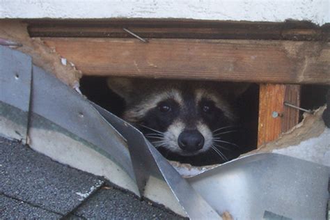 Raccoon in the Attic - Humane Removal of Raccoons in the Attic of your ...