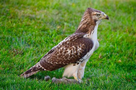 14 Species Of Hawks in California (with Pictures & Info) - Optics Mag