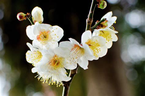 Close-up photo of white-petaled flowers with yellow pollens, japanese ...