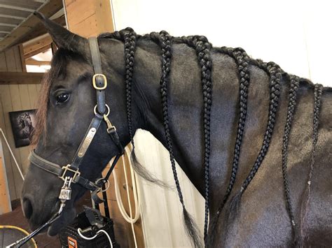 I’ve been working at a Friesian breeding barn for a couple of months ...