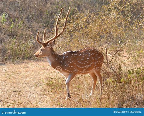 Chital Or Cheetal, Axis Axis, Spotted Deer Or Axis Deer, Nature Habitat ...