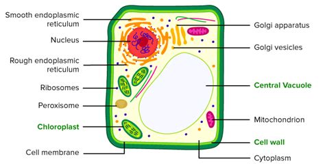 Plant Cell Diagram With Ultrastructure Details Studying Diagrams | The ...