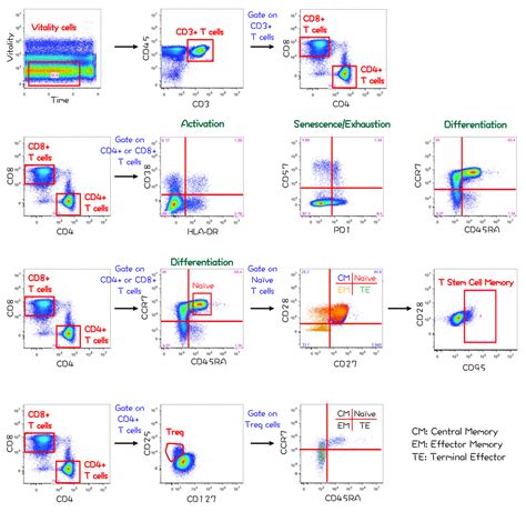 [Flow cytometry] T cell phenotypes（T cells subsets）gating strategy ...