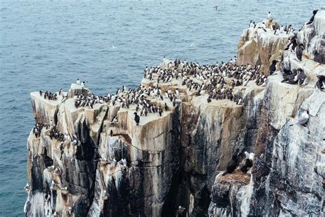 Farne Islands: the Most Beautiful Scenery of England | Independent People