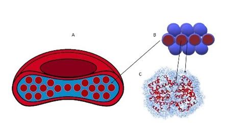 Schematic representation of the dense packing of hemoglobin molecules ...