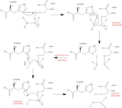 Serine protease