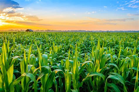 NCGA Launches 2019 Fields-of-Corn Photo Contest | AGDAILY