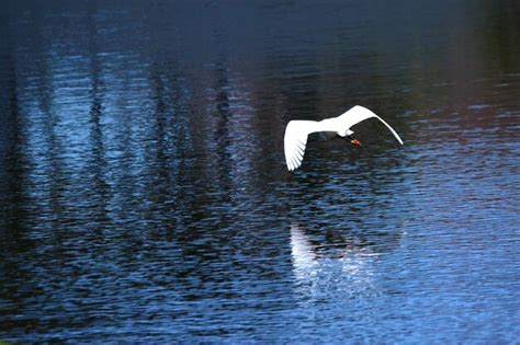 Premium Photo | Swan flying over lake