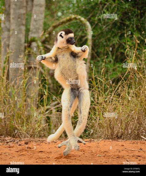 Sifaka lemur madagascar hi-res stock photography and images - Alamy