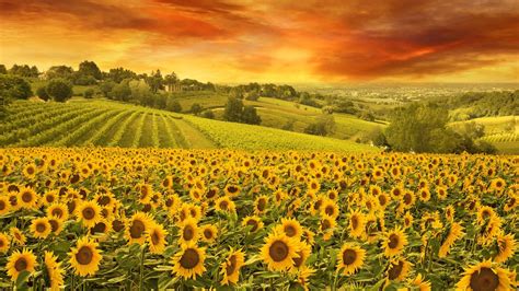 Sunflower Fields Wallpapers - Wallpaper Cave