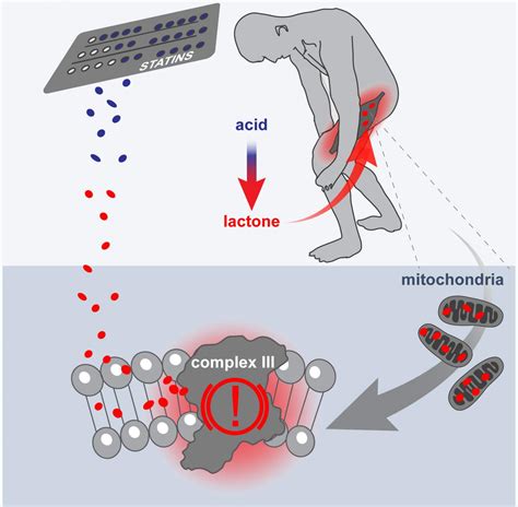 Cause of Statin-Induced Myopat [IMAGE] | EurekAlert! Science News Releases