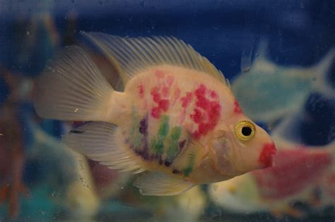 Cichlid Research Home Page: Parrot Cichlids