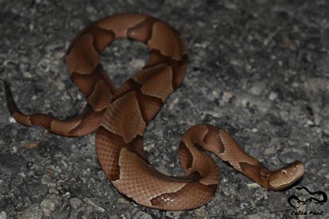 Southern Copperhead (A Guide to Snakes of Southeast Texas) · iNaturalist