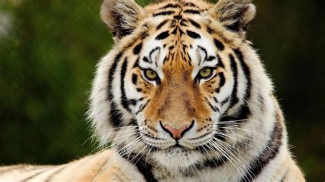 Tiger Face Wallpapers - Wallpaper Cave