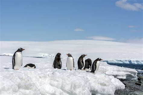 South Shetland Islands wildlife location in Antarctica, Polar ...