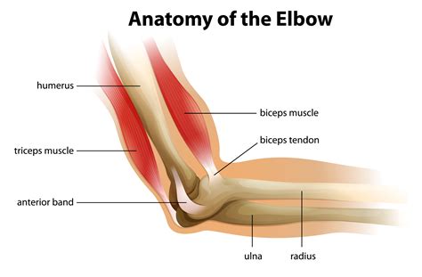 Total Elbow Joint Replacement | Direct Orthopedic Care