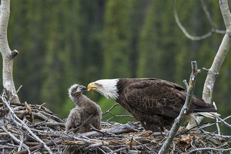 Bald Eagle Nesting Photograph by Mark Newman - Pixels