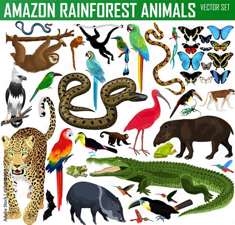 big set of vector amazon rainforest jungle animals Stock Vector | Adobe ...