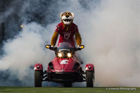 Butch T. Cougar #mascot #WSU #GoCougs #Wazzu | Cougar Spirit | Pinterest