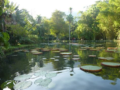 Pin tillagd av Sergio på Jardim Botânico Rio de Janeiro