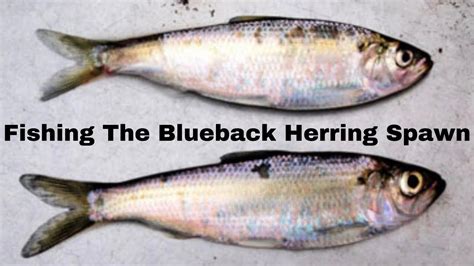 How To Fish The Blueback Herring Spawn! - YouTube