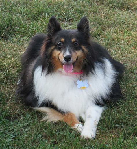 Central Illinois Sheltie Rescue - Shelties Available