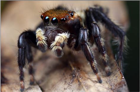 Curious Kids: Why do spiders need so many eyes, but we only need two ...