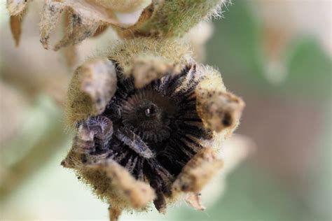 Hollyhock: growing, care & propagation - Plantura