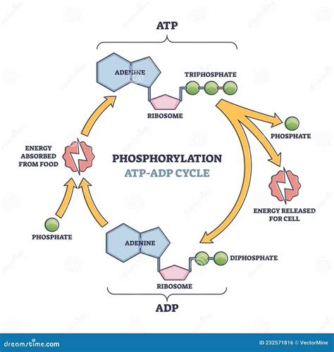 Understanding the Structure of ATP and ADP: A Visual Guide