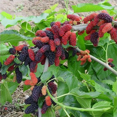 Wholesale Mulberry Plant,Mulberry Plant Manufacturer & Supplier in Pune ...