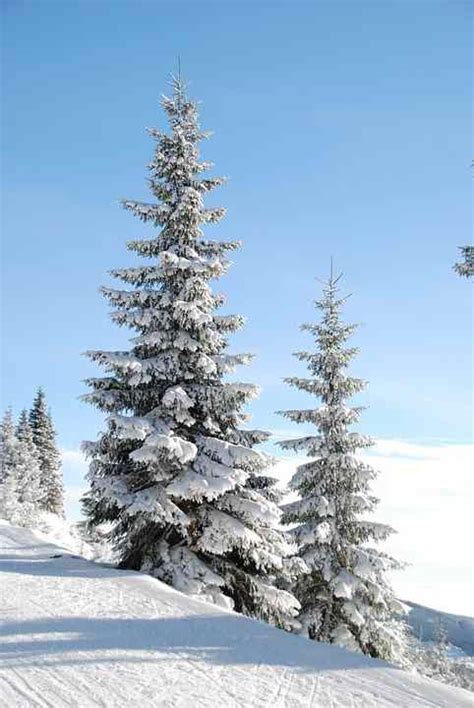 Beautiful Snow Capped Pine Trees • Magickally