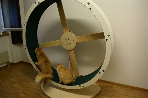 Cat Wheel 1.1 Update