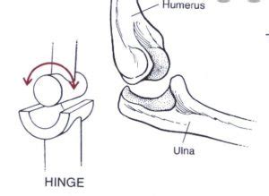 Body Movement Class 6 Notes - CBSE Class Notes Online - Classnotes123