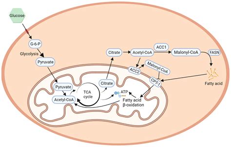 Frontiers | Acetyl-CoA Carboxylases and Diseases