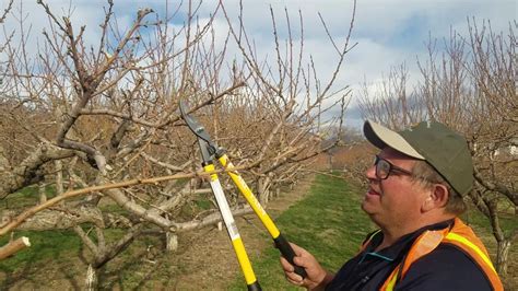 Pruning a Church Farm -vs- a Commercial Orchard - YouTube