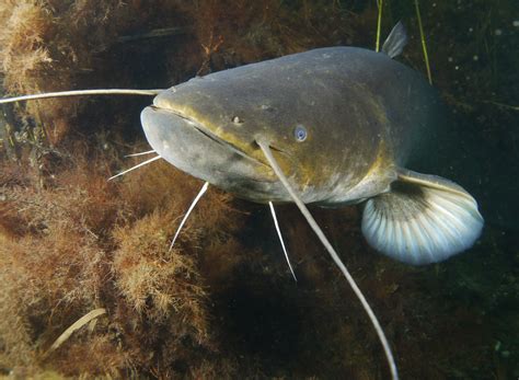 Le silure glane est-il un poisson dangereux ? Fishipedia