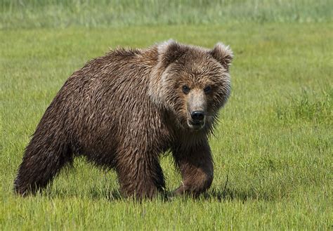 Grizzly Bear Cub Photograph by Phyllis Taylor - Pixels